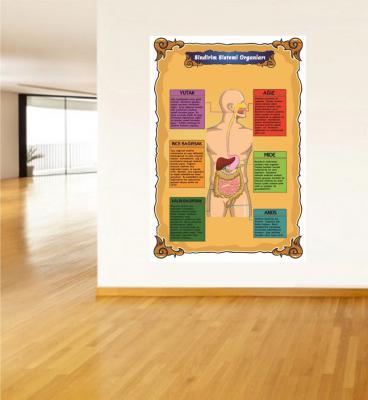 Sindirim Sistemi Organları Poster ve Duvar Giydirme