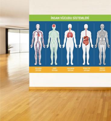 İnsan Vücudu Sistemleri Poster ve Duvar Giydirme