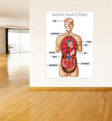 İnsan Anatomisi Poster ve Duvar Giydirme
