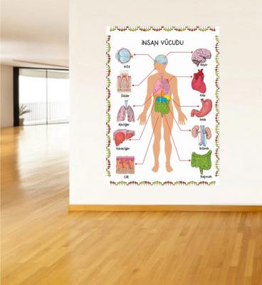 İnsan Vücudu Poster ve Duvar Giydirme
