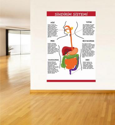 Sindirim Sistemi Poster ve Duvar Giydirme