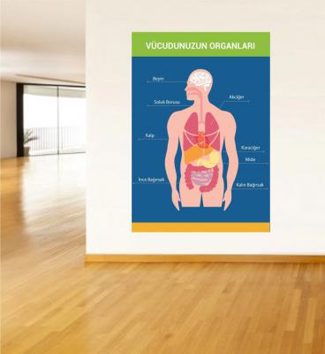 Vücudumuzun Organları Poster ve Duvar Giydirme